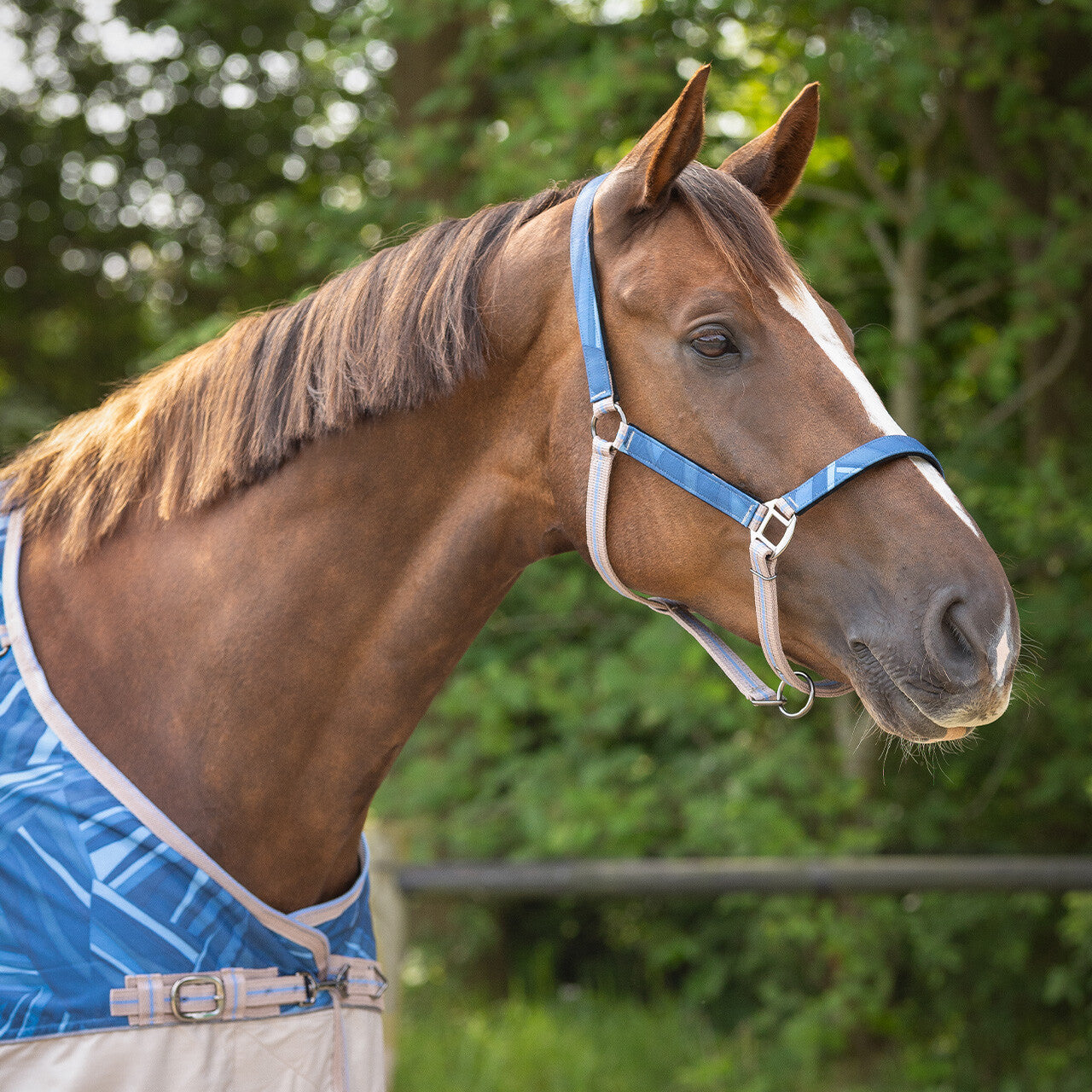 Licol avec longe QHP Collection