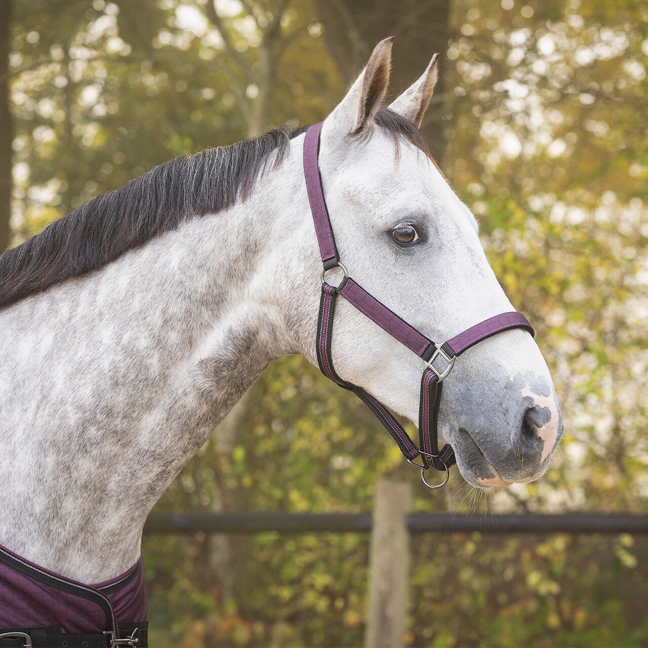 Duo licol et longe avec turnout QHP collection