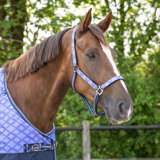 Licol avec longe QHP Collection