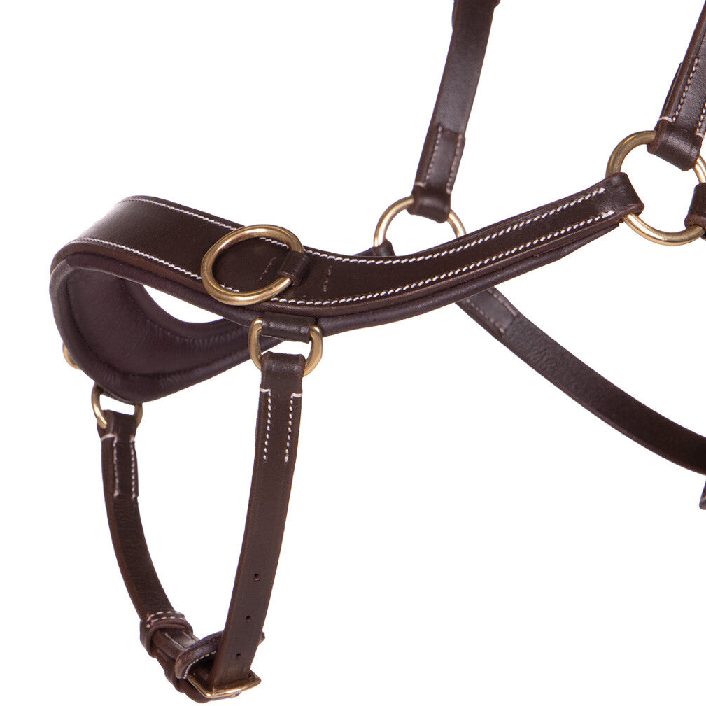 Bridon sans mors QHP Anatomical