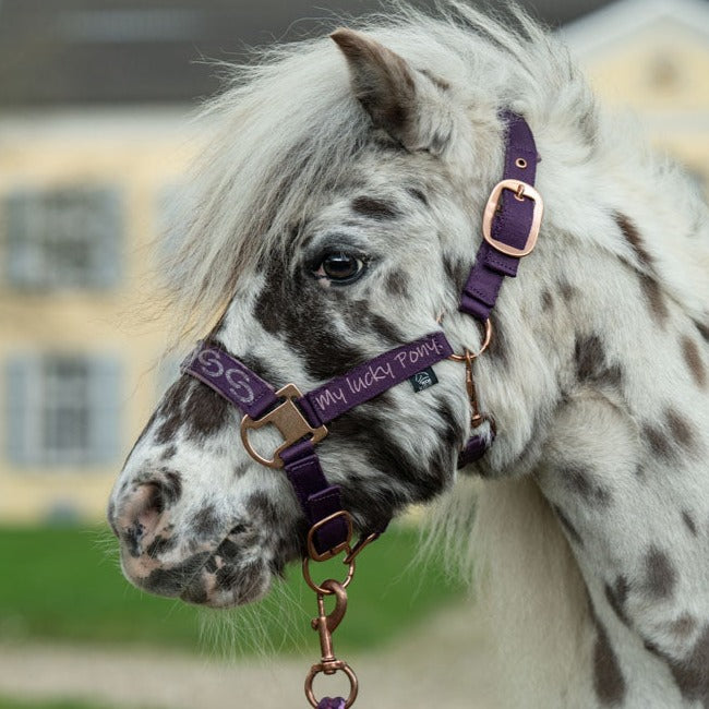 Licol pour mini shetlands, shetlands et poneys HKM Alva – En Selle