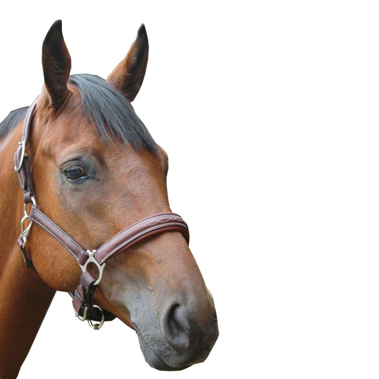 Licol en cuir gras pour poneys et chevaux Privilège Equitation Royan