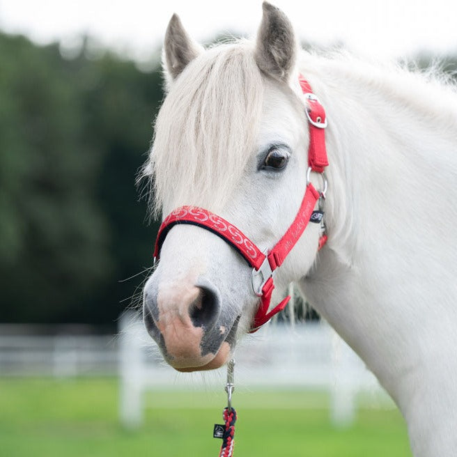 Licol pour mini, shetlands et poneys HKM Aymee rouge
