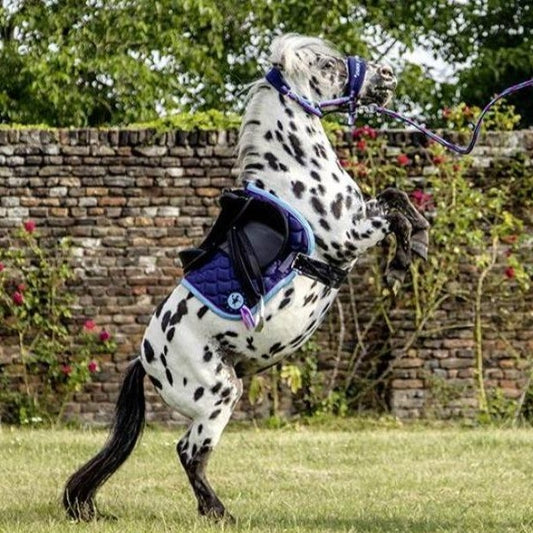 Licol avec sa longe pour les shetlands HKM Funny Horses porté