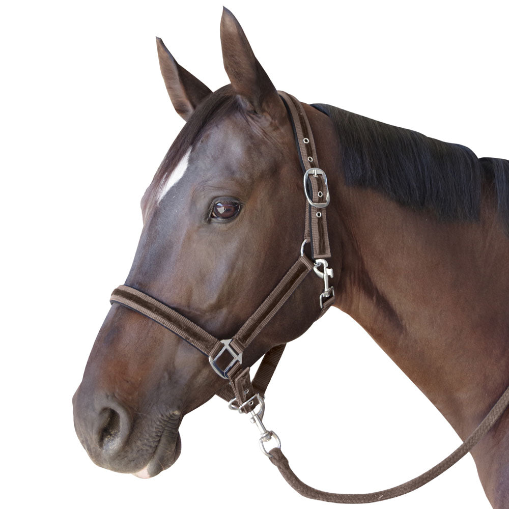 Licol avec longe pour poneys et chevaux Flags and Cup Beluga moka