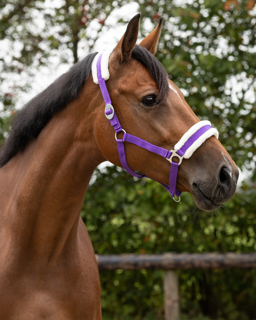 Licol pour poney et longe shetland