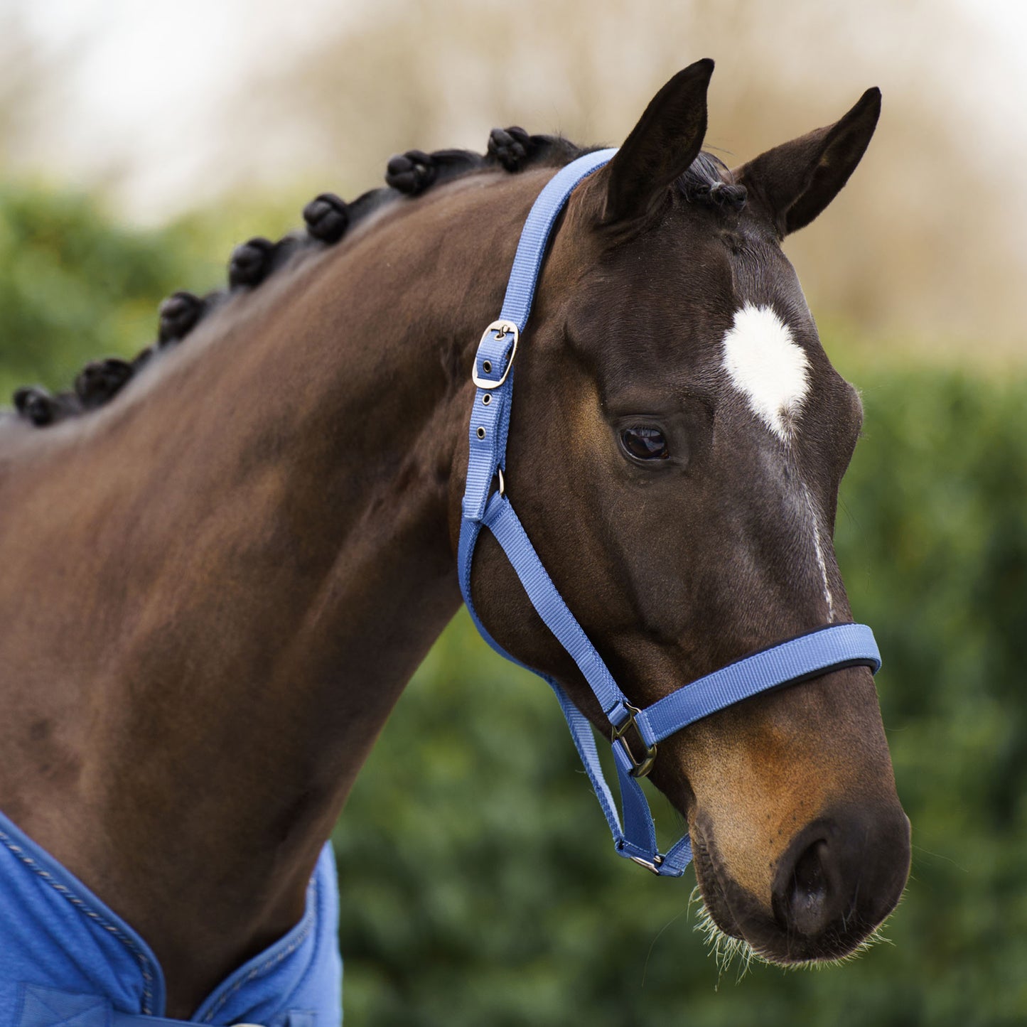 Licol Imperial Riding Classic Sport