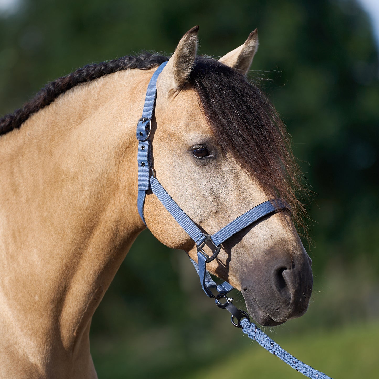 Licol Imperial Riding Classic Sport