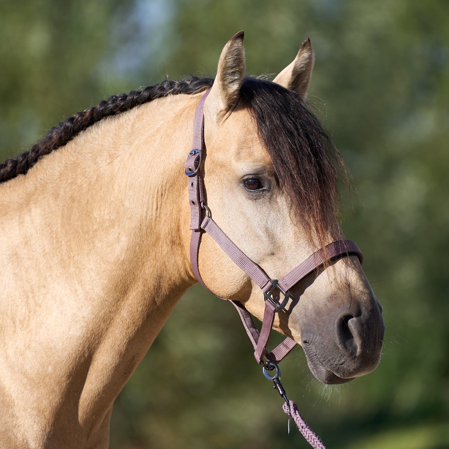Licol Imperial Riding Classic Sport