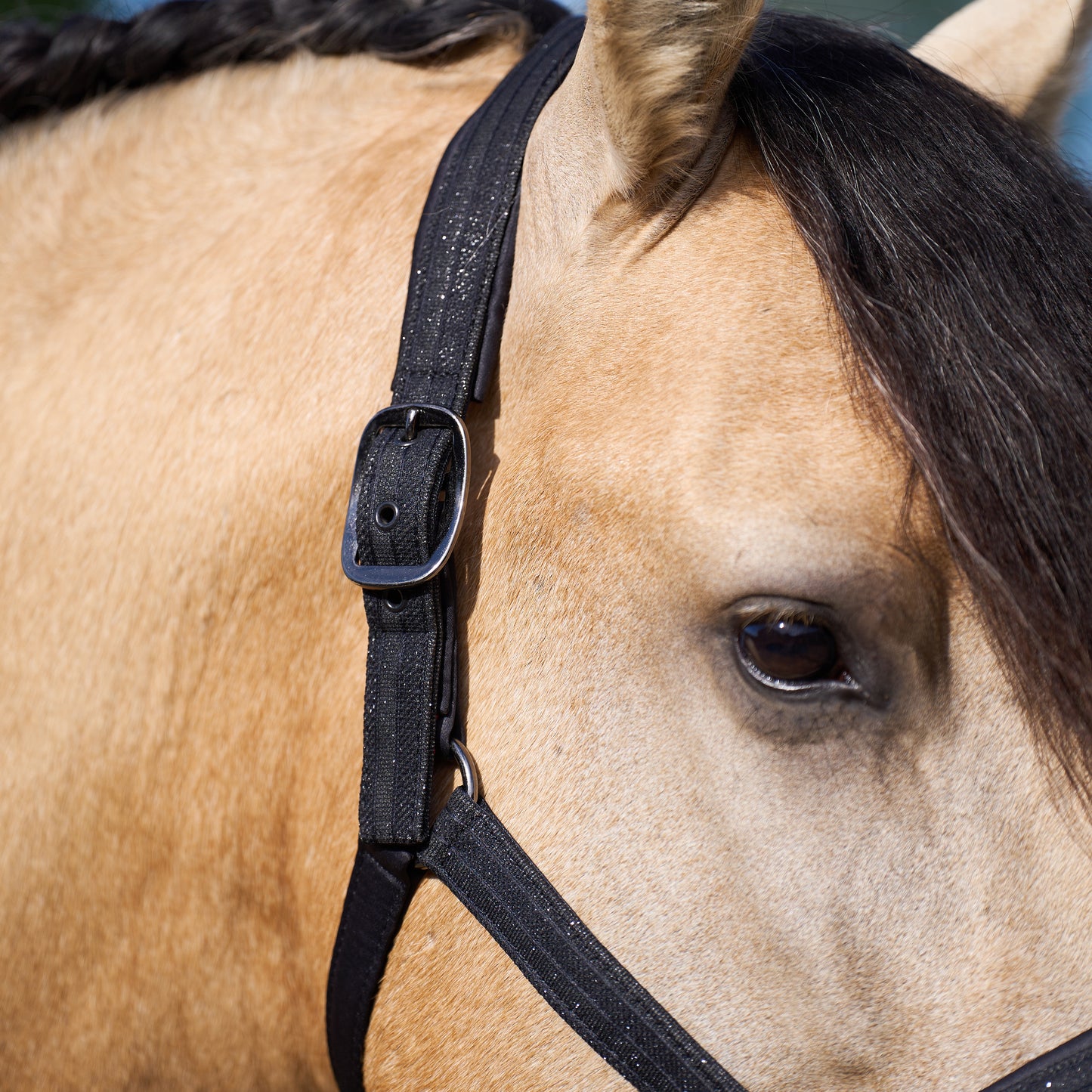 Licol Imperial Riding Sparkle