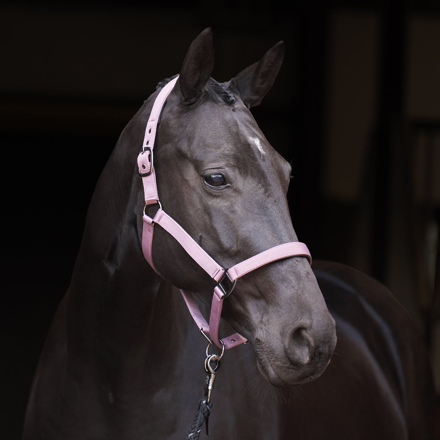 Licol Imperial Riding Rebel