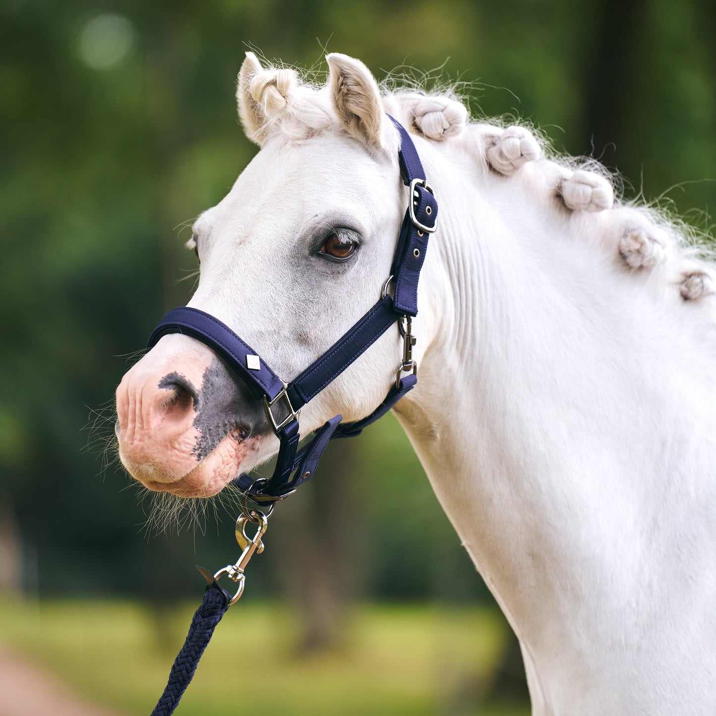 Licol Imperial Riding Rebel