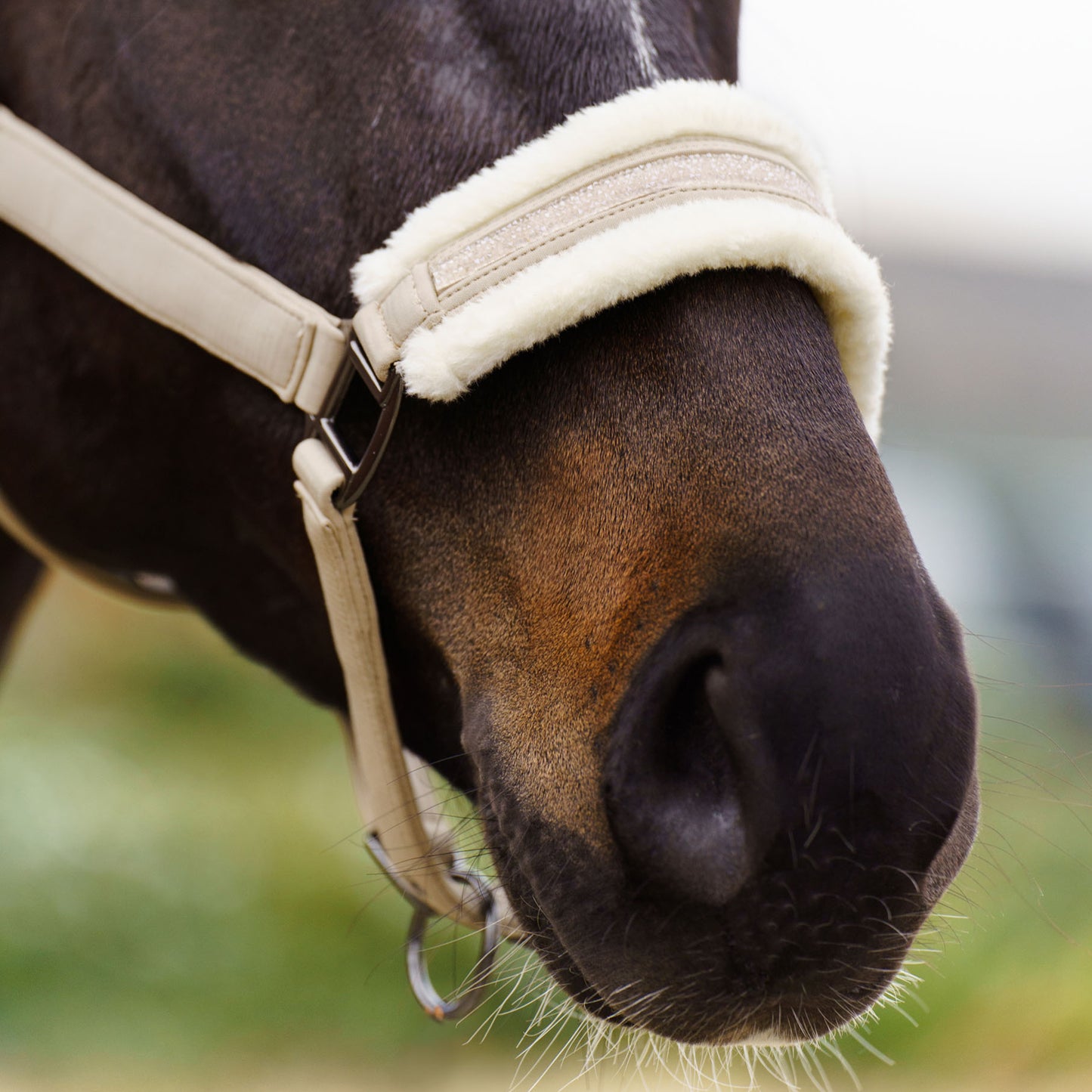 Licol Imperial Riding Jewel