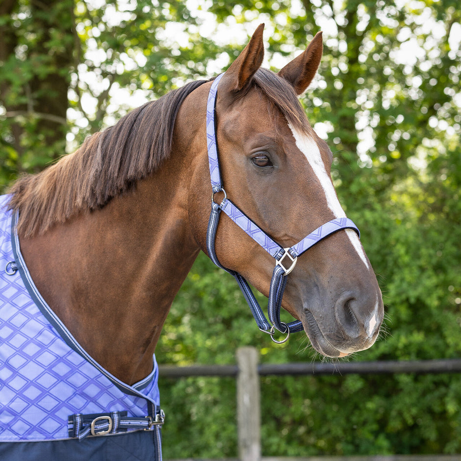 Licol Cheval Anko Chien Laisse Arc-en-ciel - 1,2 M : L'unitu00e9 U00e0 Prix Licol Cheval Avec Longe Licol Cheval Anko Chien Laisse Arc-en-ciel - 1,2 M : L'unitu00e9 U00e0 Prix Licol Cheval Avec Longe