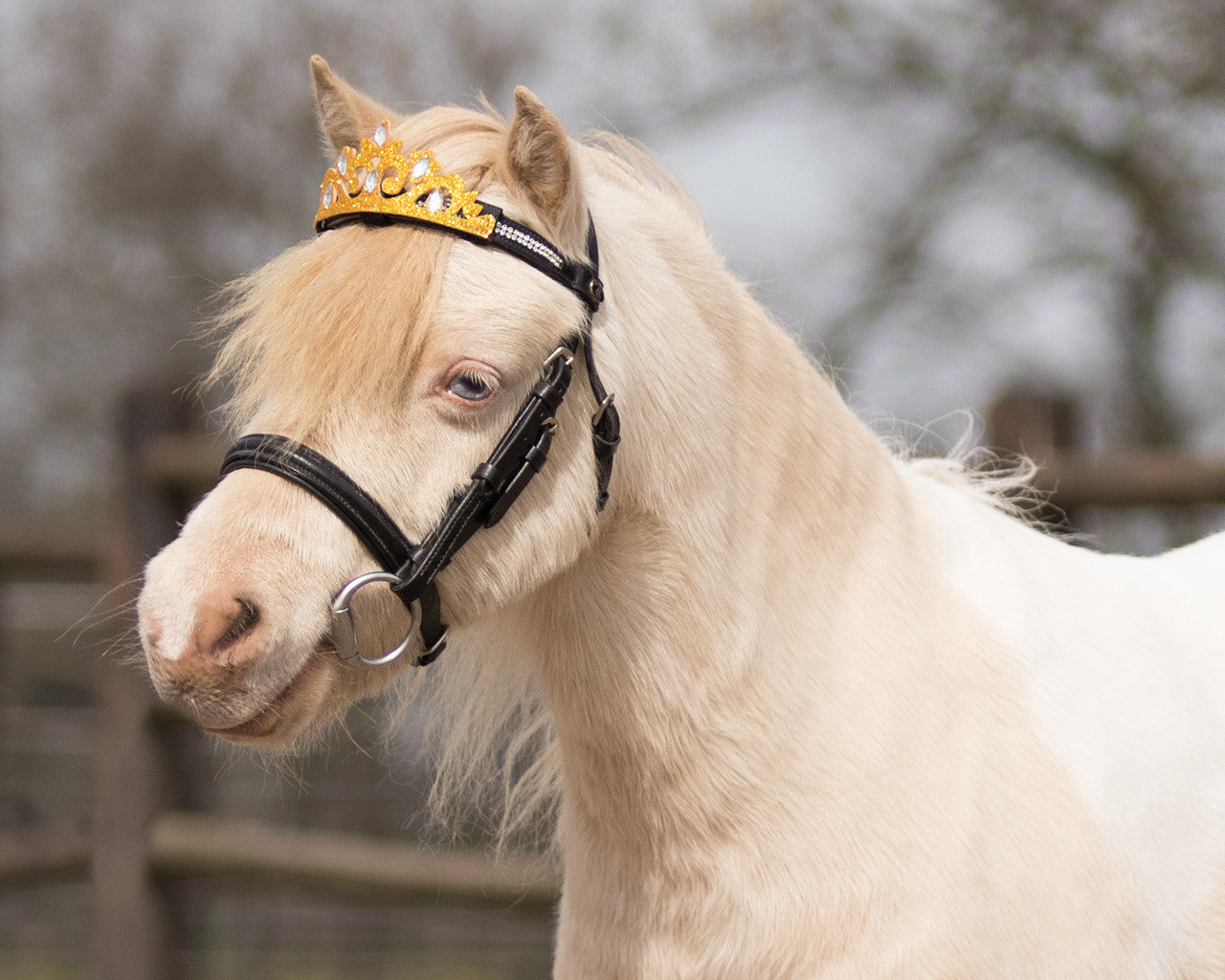 Couronne QHP pour bridon