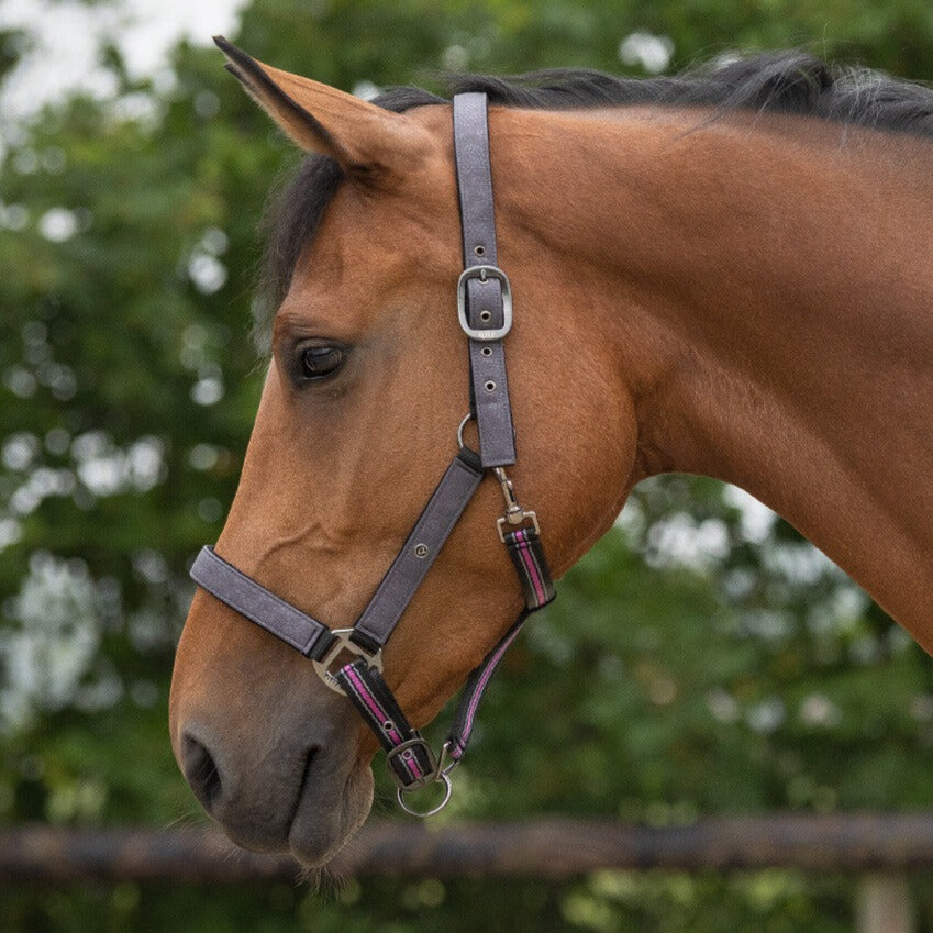 Licol avec longe pour mini shetlands, shetlands, poneys et chevaux QHP Collection gris