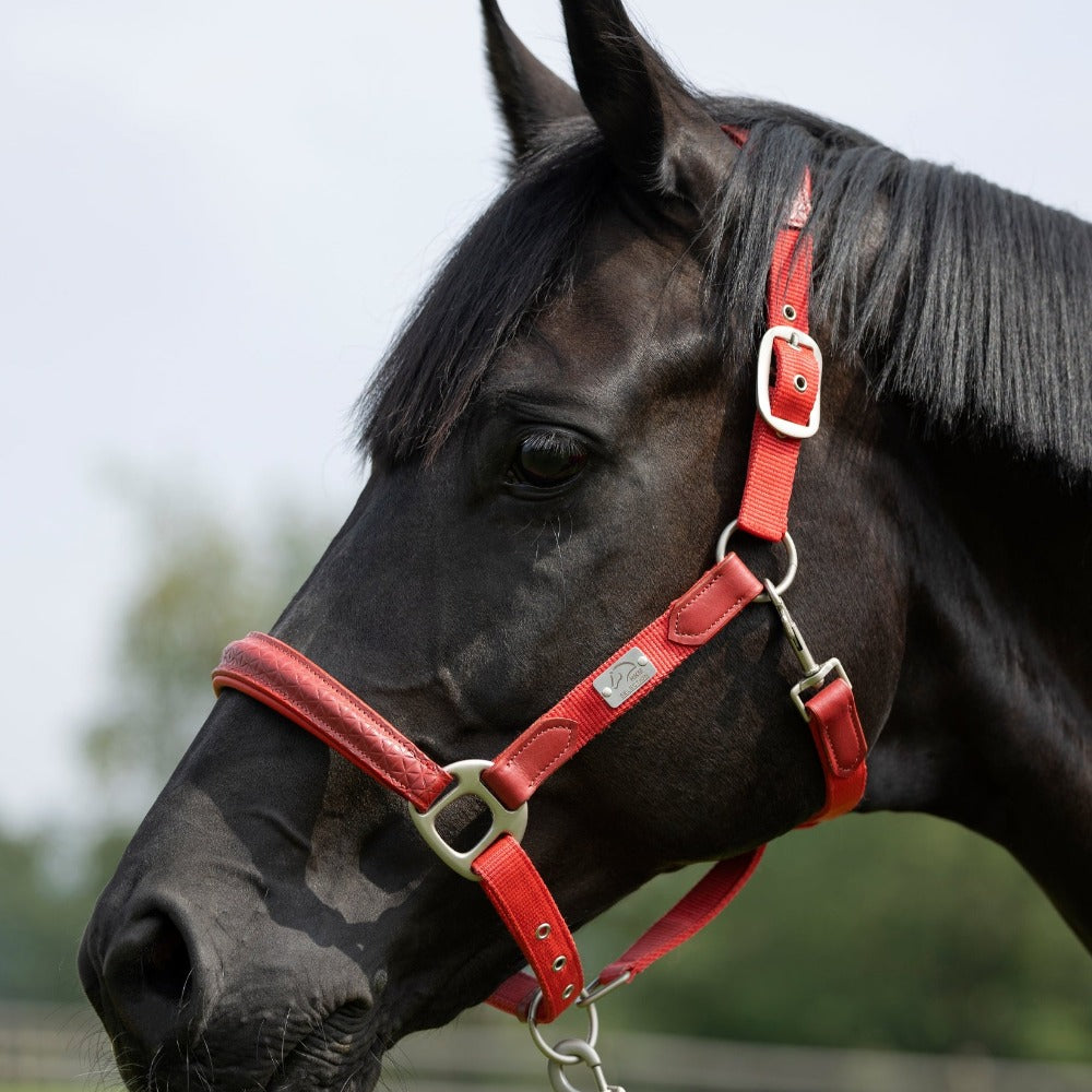 Laisse en corde pour cheval de loisir - Rouge/Bleuet/Jaune Laisse en corde pour cheval de loisir - Rouge/Bleuet/Jaune