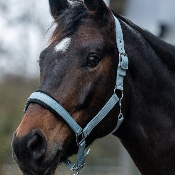 Licol pour poneys et chevaux HKM Catherine bleu glacier