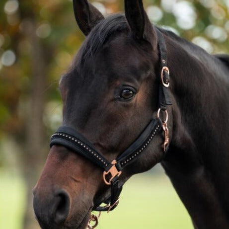 Licol pour shetlands, poneys et chevaux HKM Berry noir