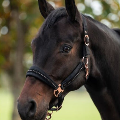 Licol pour shetlands, poneys et chevaux HKM Berry noir