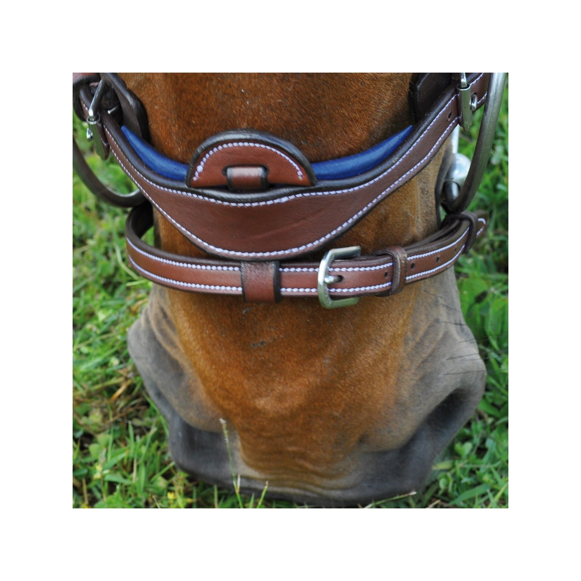 Un petit poney brun Banque de photographies et d'images à haute résolution - Alamy Un petit poney brun Banque de photographies et d'images à haute résolution - Alamy