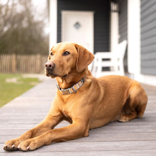 Collier pour chien Windsor LeMieux Marron-marron - Epplejeck