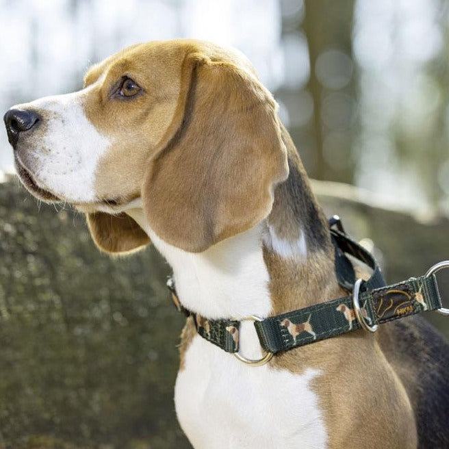 Collier pour chien avec laisse HKM Beagle vert porté