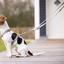 Charger l&#39;image dans la galerie, Laisse de dressage en nylon pour chien HKM Anam Cara gris taupe
