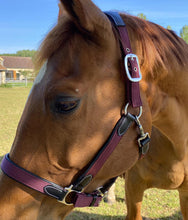 Charger l&#39;image dans la galerie, Licol en nylon doublé cuir pour poneys et chevaux Flags&amp;Cup Nylon bordeaux

