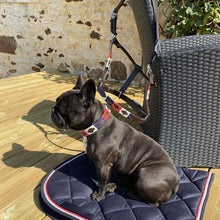 Charger l&#39;image dans la galerie, Licol pour poneys et chevaux et collier pour chien de la gamme Flags&amp;Cup Chukka
