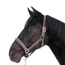 Charger l&#39;image dans la galerie, Licol avec longe pour shetlands, poneys et chevaux HKM Stars
