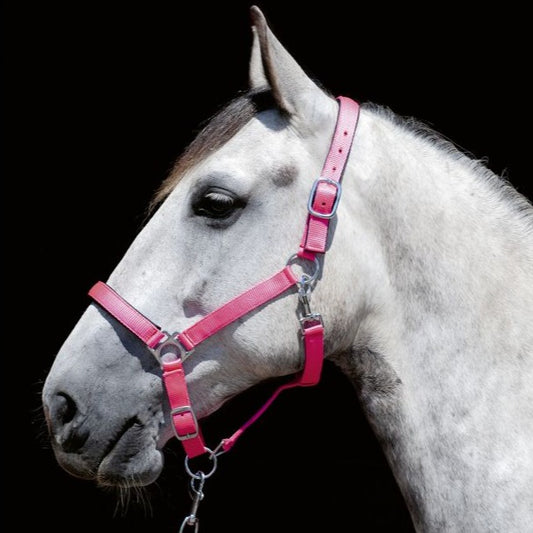 Licol pour shetlands, poneys et chevaux HKM Stars Soft