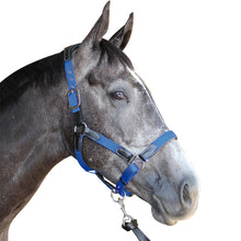Charger l&#39;image dans la galerie, Licol en nylon doublé cuir pour poneys et chevaux Flags&amp;Cup Nylon cuir noir nylon bleu électrique
