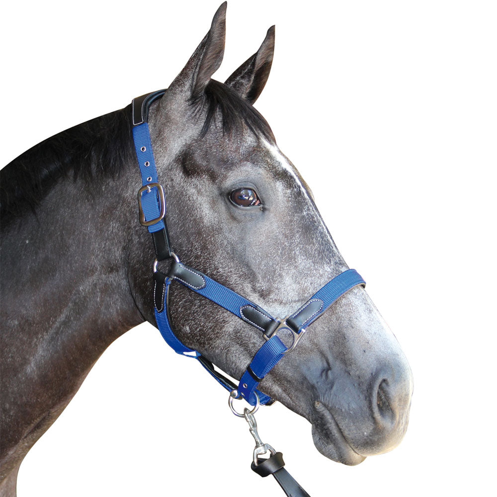 Licol en nylon doublé cuir pour poneys et chevaux Flags&Cup Nylon cuir noir nylon bleu électrique