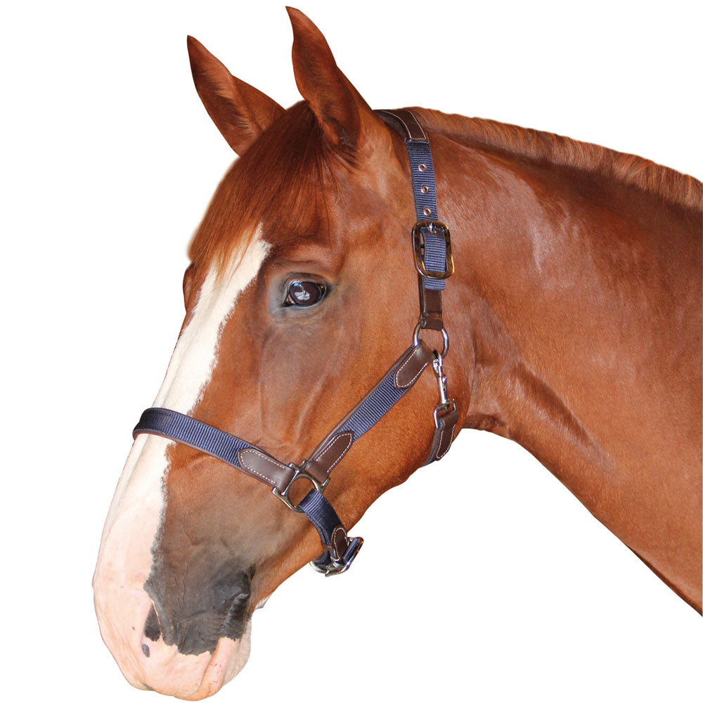Licol en nylon doublé cuir pour poneys et chevaux Flags&Cup Nylon cuir marron nylon marine