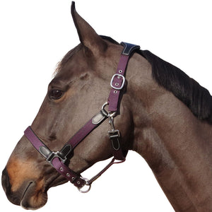 Licol en nylon doublé cuir pour poneys et chevaux Flags&Cup Nylon cuir noir et nylon prune