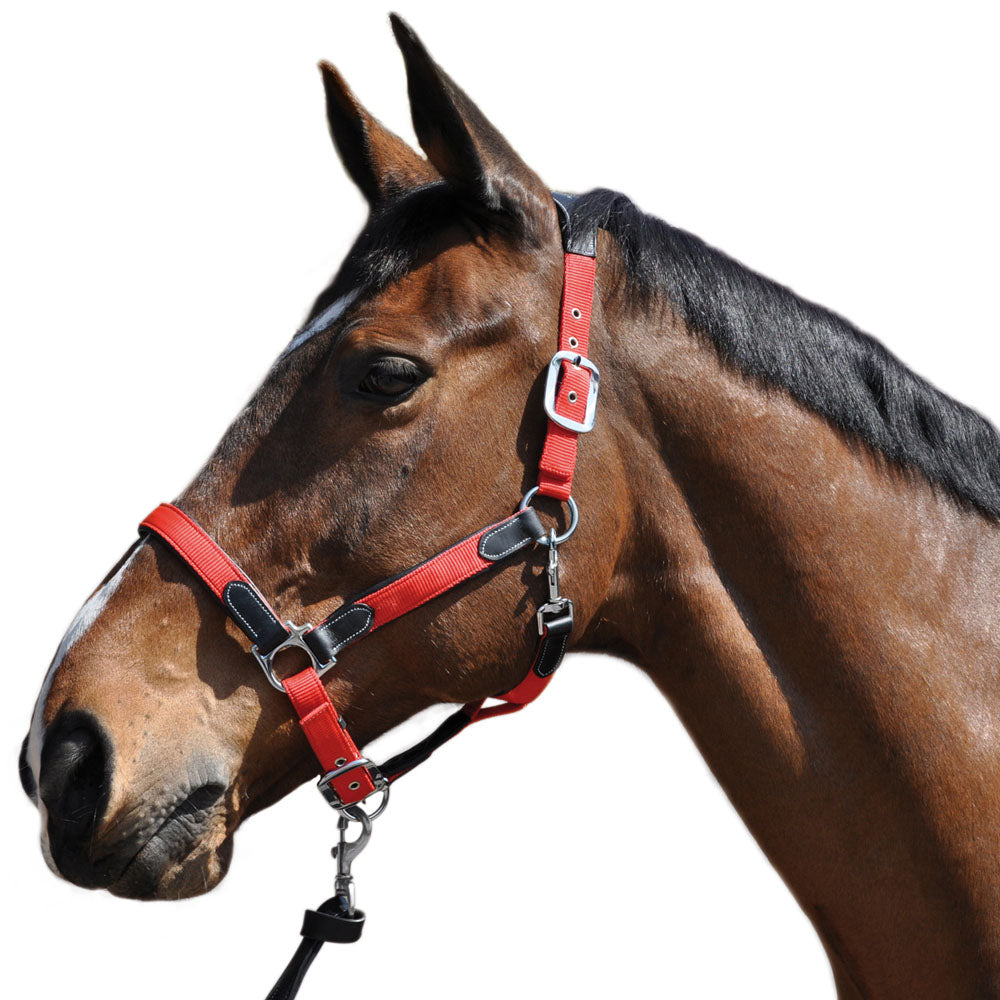 Licol en nylon doublé cuir pour poneys et chevaux Flags&Cup Nylon cuir noir et nylon rouge