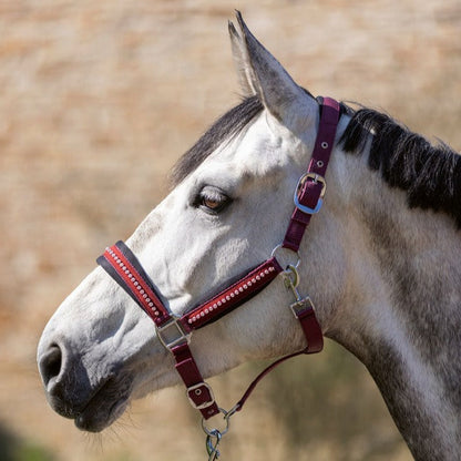 Licol pour shetlands, poneys et chevaux HKM Berry rouge cerise