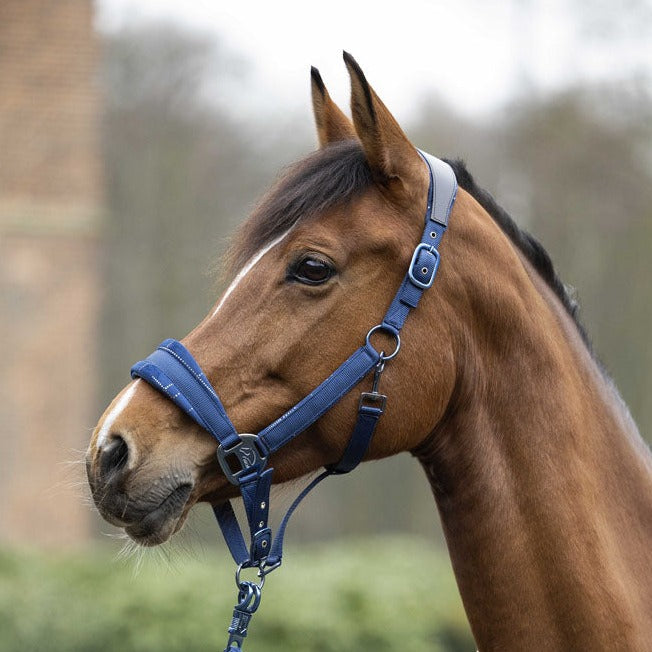 Licol pour poneys et chevaux HKM Port Royal bleu