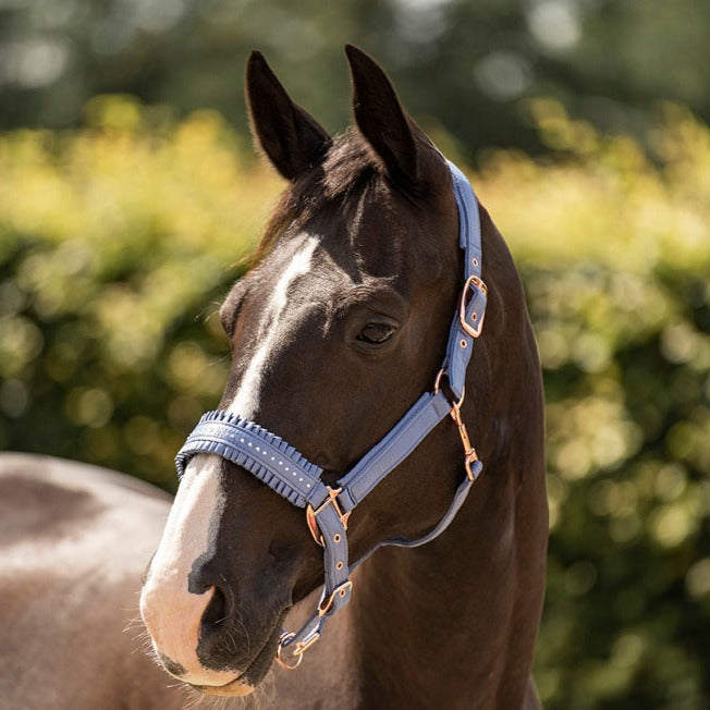 Sangle Sous Licol Pour Poney - Noir Et Bleu - Conduite En Calèche - Occasion UK