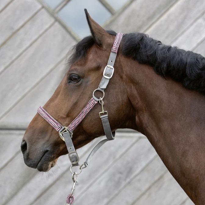 Licol avec longe pour poneys et chevaux HKM Della Sera porté