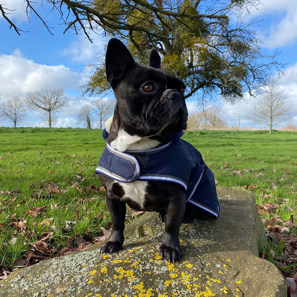 Manteau imperméable pour discount chien