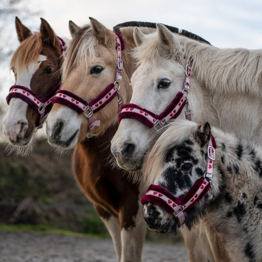 Rênes Rose Vif Poney Rênes Shetland Confort - Rose Vif - Idéales Pour Rênes Rose Vif Poney Rênes Shetland Confort - Rose Vif - Idéales Pour